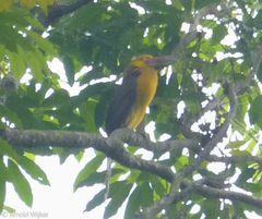 Pteroglossus bailloni