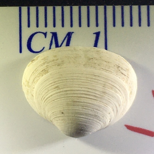 Striated Fingernailclam