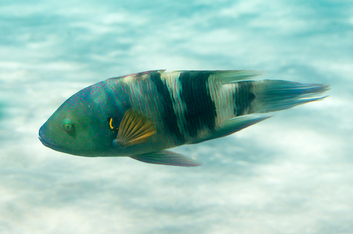 Broomtail Wrasse