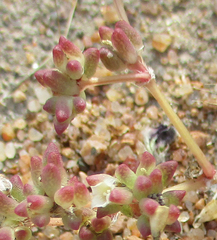 Portulaca hereroensis image