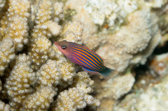 Pseudocheilinus hexataenia