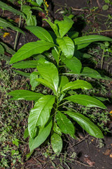 Cestrum laevigatum