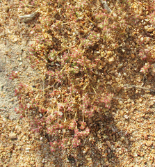 Portulaca hereroensis image