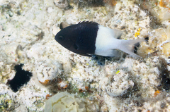 Pycnochromis dimidiatus