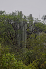 Cephalocereus senilis