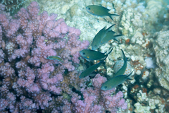 Chromis flavaxilla