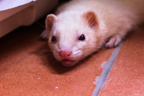 Domestic Ferret