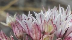 Allium jepsonii
