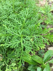 Selaginella delicatula