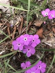 Phlox glabriflora