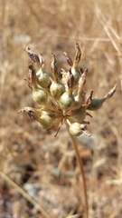 Dichelostemma multiflorum