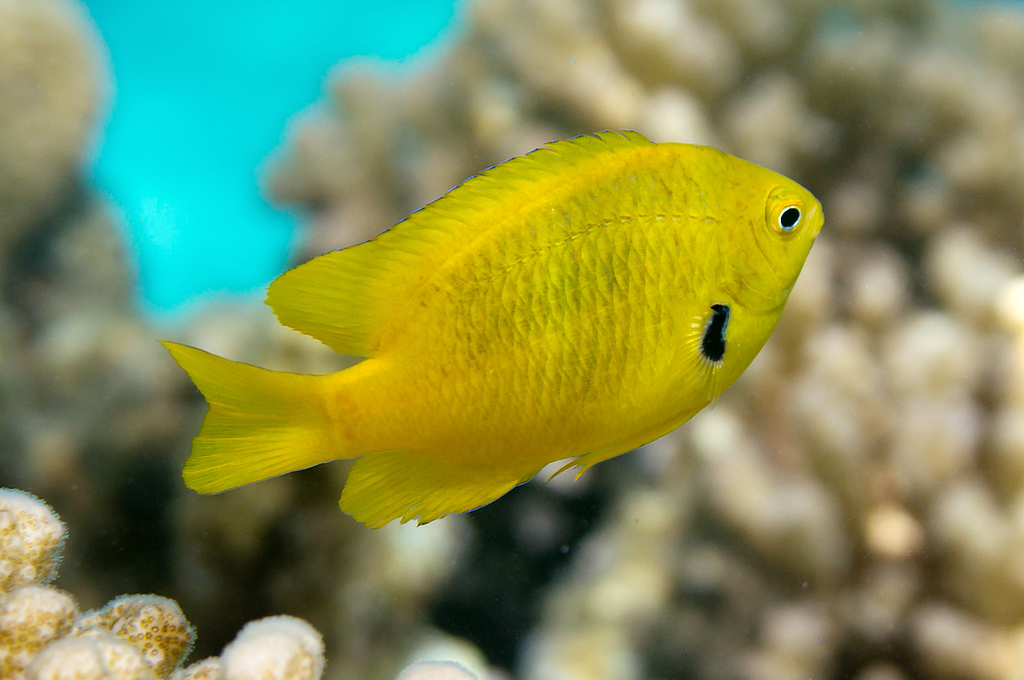 Sulphur Damsel