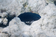 Pomacentrus trichrourus