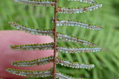Gleichenia inclusisora