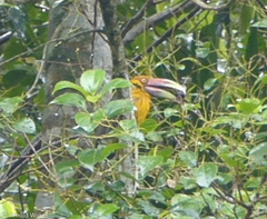 Pteroglossus bailloni