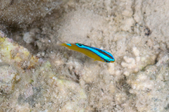 Chrysiptera unimaculata