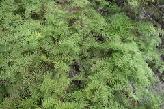 Gleichenia inclusisora