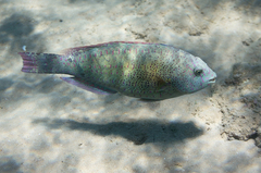 Calotomus viridescens