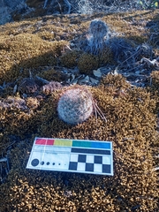 Mammillaria barbata