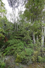Gleichenia inclusisora
