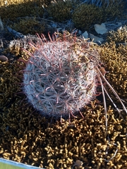 Mammillaria barbata