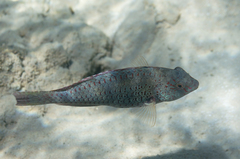 Calotomus viridescens