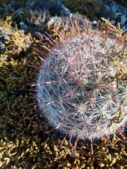 Mammillaria barbata