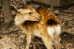 Cervus nippon centralis