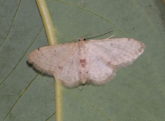 Idaea ptyonopoda