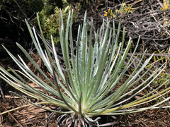Argyroxiphium kauense