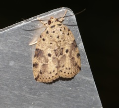 Giaura multipunctata