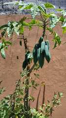 Vasconcellea heilbornii