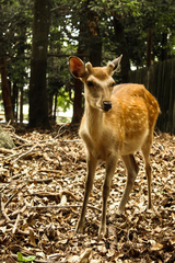 Cervus nippon centralis