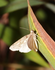 Sigmuncus arcuata