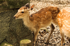 Cervus nippon centralis