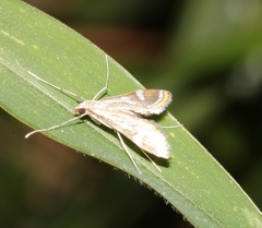 Strepsinoma croesusalis