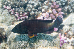 Yellowfin Hind photo 2