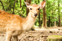 Cervus nippon centralis