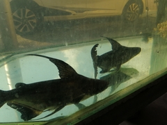 Pangasius sanitwongsei