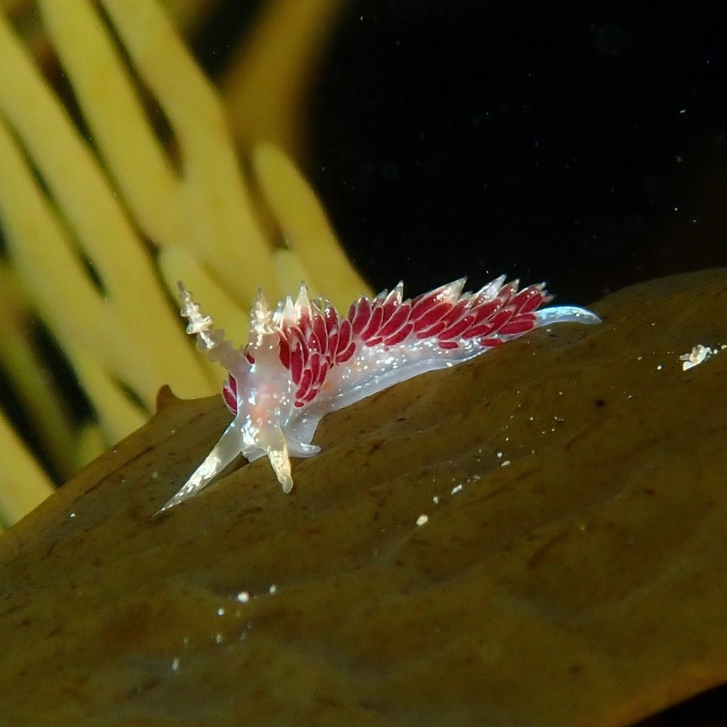 Facelina hartleyi