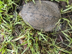 Chelodina expansa