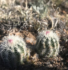 Echinocereus