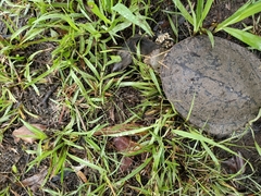 Chelodina expansa