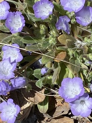 Phacelia davidsonii