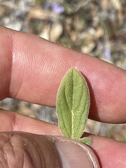 Phacelia davidsonii
