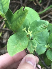 Wikstroemia