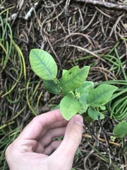 Wikstroemia