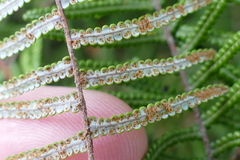 Gleichenia inclusisora
