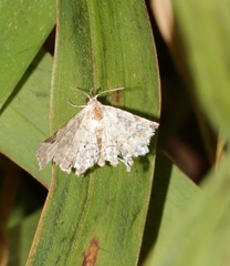 Prolophota trigonifera