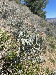 Eriodictyon traskiae smithii